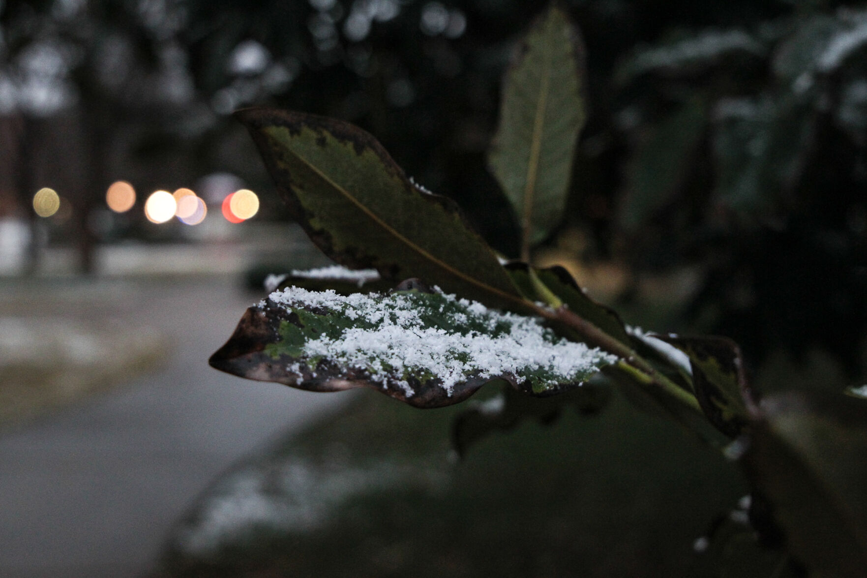 Snowy leaf